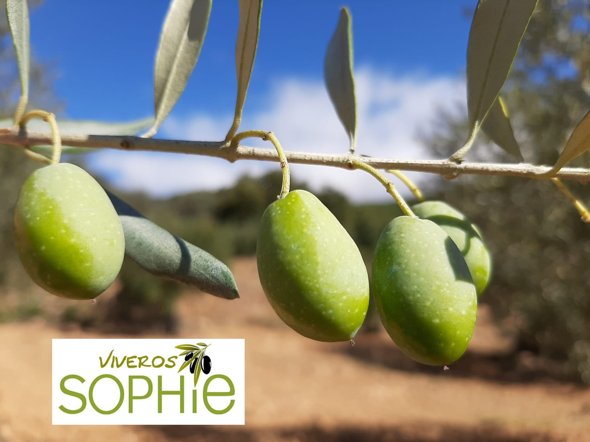 Variedad de olivo MALLORQUINA